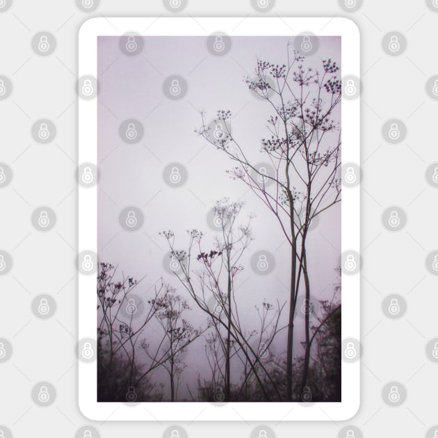 Wildflowers in the Fog Sticker by InspiraImage